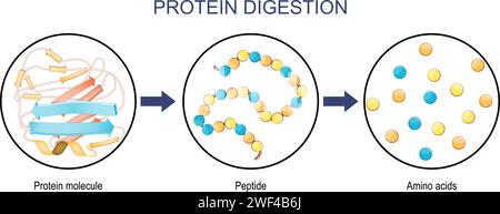 Digestione proteica. Enzimi proteasi e peptidosi sono digestione rompe la proteina in catene peptidiche più piccole e in singoli amminoacidi, che ar Illustrazione Vettoriale