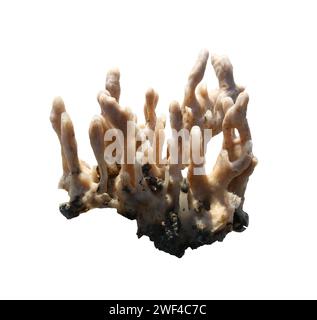 Spugne marine o spugne coralline isolate su sfondo bianco e dotate di percorsi di ritaglio. Foto Stock