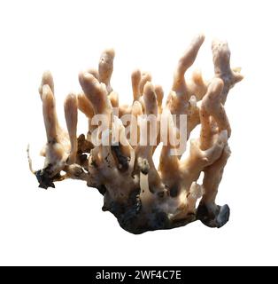 Spugne marine o spugne coralline isolate su sfondo bianco e dotate di percorsi di ritaglio. Foto Stock