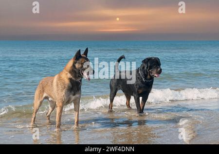 giovane rottweiler e malinois sulla spiaggia Foto Stock