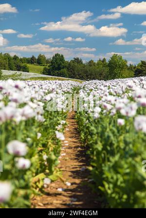 Campo di papavero di oppio fiorito con percorso, in latino papaver somniferum, papavero bianco colorato è cresciuto nella Repubblica Ceca per l'industria alimentare Foto Stock