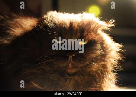 divertente ritratto britannico di gatto shorthair guardando scioccato o sorpreso su sfondo arancione con spazio copia Foto Stock