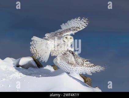 Gufo innevato con ali sparse in volo contro un cielo invernale blu profondo che va a caccia nei pressi di Ottawa, Canada Foto Stock