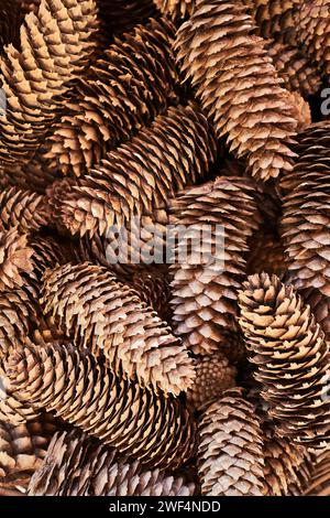 Un mucchio di coni secchi di conifere Foto Stock
