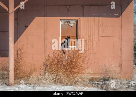 Parete color pesca di un edificio d'epoca nel colore del pesco fuzz con gatto nero seduto alla finestra. Foto Stock