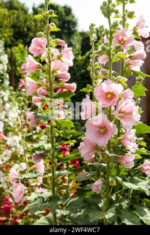 Primo piano di Pink Hollyhocks che cresce a Salisbury, in Inghilterra Foto Stock