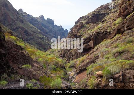 Terreno impegnativo nella valle che conduce alla Playa de Barranco secco vicino a Los Gigantes, Tenerife Foto Stock