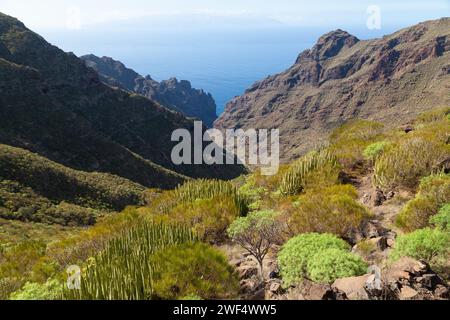 Terreno impegnativo nella valle che conduce alla Playa de Barranco secco vicino a Los Gigantes, Tenerife Foto Stock