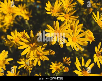 Prato di fiori gialli a margherita per ravvivare la giornata. Foto Stock