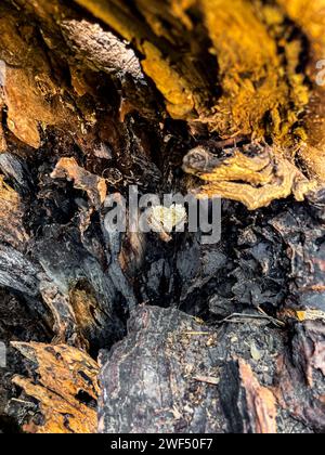 forma naturale del cuore all'interno di un tronco d'albero Foto Stock