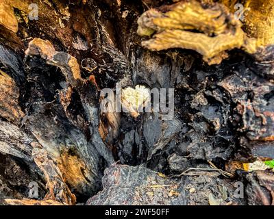 forma naturale del cuore all'interno di un tronco d'albero Foto Stock