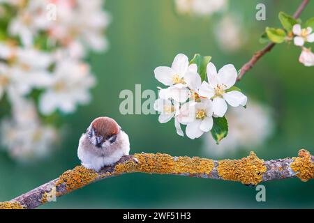 un piccolo passero siede sui rami fioriti di un melo in un giardino primaverile Foto Stock