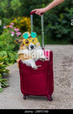 il carino cane corgi con gli occhiali da sole sbircia fuori da una valigia aperta per viaggiare in vacanza Foto Stock