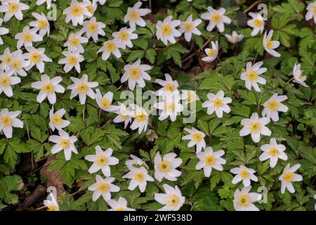 Buschwindröschen, Anemone nemorosa, mit Weißen Blüten im Frühjahr Foto Stock