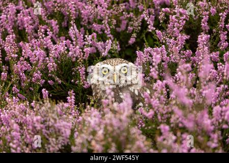 Piccolo gufo, nome scientifico: Athene noctua. Primo piano di un piccolo gufo che guarda in avanti nella fiorente heather rosa sulla brughiera gestita a Nidderdale, Yorks Foto Stock