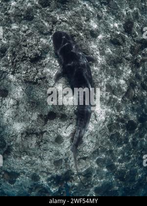Squalo tigre nelle profondità dell'oceano. Immersioni con pericolosi squali tigre. Foto Stock