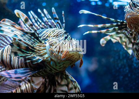 Pesci fuoco del diavolo o pesci leoni che nuotano nell'acquario. Foto Stock