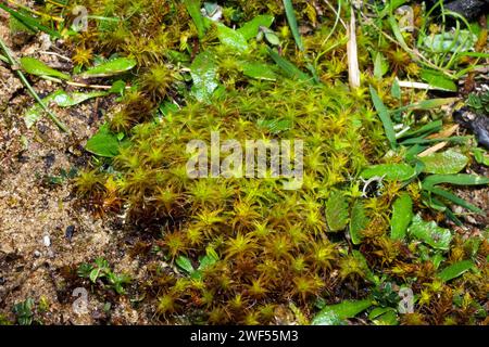 Syntrichia ruraliformis (muschio a vite di collina di sabbia) si trova principalmente su dune costiere instabili. Sembra essere confinato nell'emisfero settentrionale. Foto Stock