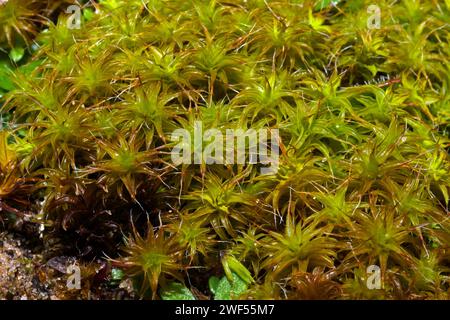 Syntrichia ruraliformis (muschio a vite di collina di sabbia) si trova principalmente su dune costiere instabili. Sembra essere confinato nell'emisfero settentrionale. Foto Stock