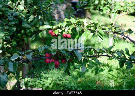 Prugna (Prunus domestica) che cresce in un Cotswold Garden Oxfordshire Inghilterra regno unito Foto Stock