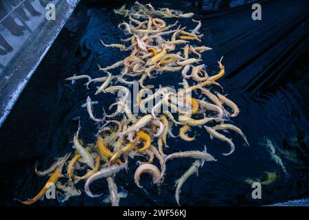 Storioni di albino vivi nella gabbia dell'allevamento ittico. Foto Stock
