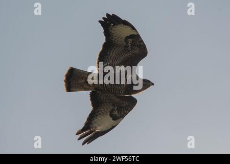 Un buzzardo (Buteo buteo) con le ali spazzato indietro, alla ricerca di prede. Fotografato a Tunstall Hills, Sunderland, Inghilterra nord-orientale Foto Stock
