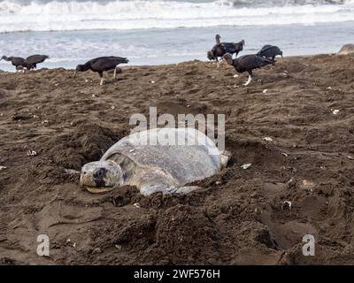 Uova di tartaruga marina Olive Ridley (Lepidochelys olivacea) con avvoltoi neri (Coragyps atratus) sullo sfondo a Playa Ostional, Costa Rica. Foto Stock