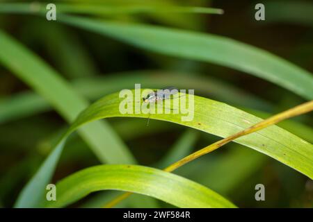 Famiglia Dolichopodidae mosca con zampe lunghe carta da parati con insetti naturali selvatici, foto, fotografia Foto Stock