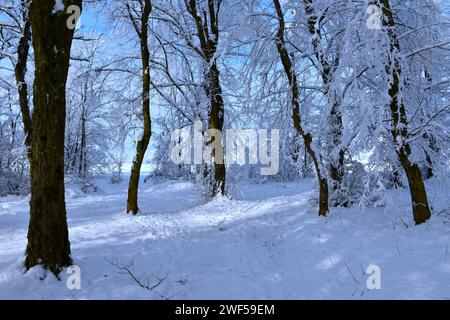 Carpino innevato (Carpinus betulus) foresta temperata e decidua Foto Stock