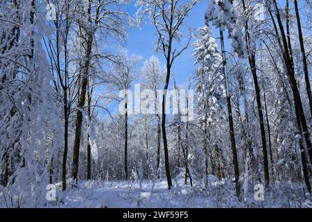 Foresta invernale ricoperta di neve, tempesta e decidua Foto Stock