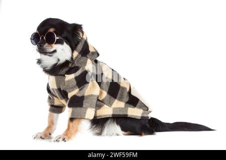 Chihuahua indossando caldo maglione isolato sfondo bianco Foto Stock