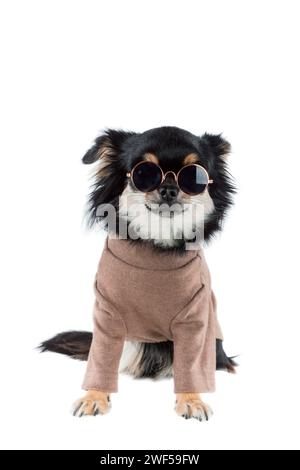 Chihuahua indossando caldo maglione isolato sfondo bianco Foto Stock