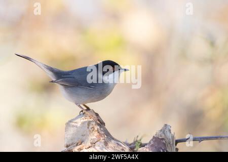 Tipico uccello mediterraneo, parula sarda, Curruca melanocephala. Foto Stock