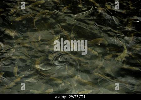 Thick School of Trout nuota appena sotto la superficie in Fishery Tank nel South Carolina Foto Stock