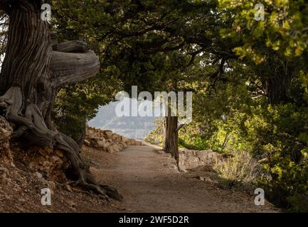 Tunnel di alberi lungo il sentiero del transetto lungo il versante nord del Grand Canyon in una tranquilla mattinata Foto Stock