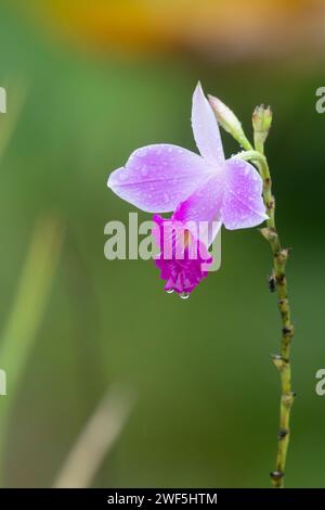 Orchidea di bambù (Arundina graminifolia) bagnata sotto la pioggia battente al Laguna del Lagarto Lodge, Costa Rica Foto Stock