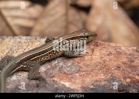 Holcosus festivus o coda di cavallo dell'America centrale (Ameiva festiva) al Parco Nazionale Cahuita, Costa Rica Foto Stock