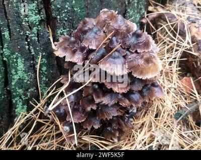 i funghi grebe crescono da un tronco marcio tra gli aghi di pino caduti secchi Foto Stock