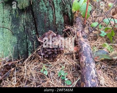 i funghi grebe crescono da un tronco marcio tra gli aghi di pino caduti secchi Foto Stock