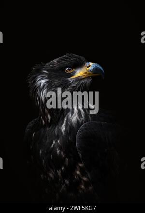 Un ritratto ravvicinato di un'aquila calva giovanile (Haliaeetus leucocephalus) che guarda sul lato, sullo sfondo posteriore, sullo spazio di copia Foto Stock