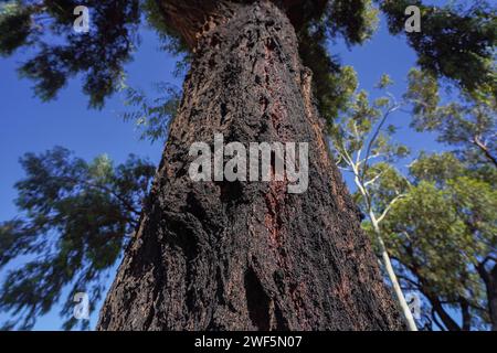 Adelaide, SA Australia 29 gennaio 2024 . Eucalipto siderossylon comunemente noto come ironbark rosso[ su un bagnato al sole del mattino. L'eucalipto sideroxylon è endemico dell'Australia orientale. E include un baule di ironbark scuro Credit: amer ghazzal/Alamy Live News Foto Stock