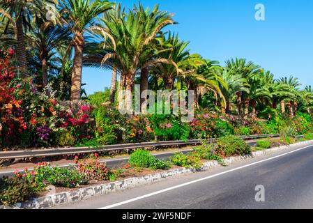 Fiori freschi e in fiore sul lato della strada circondati da palme nella stagione primaverile a Fuerteventura, Isole Canarie della Spagna Foto Stock