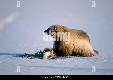 wolverine, Gulo gulo, in una rara fase di alimentazione di colore chiaro, 1002 pianura costiera, North Slope of the Brooks Range, Alaska Foto Stock