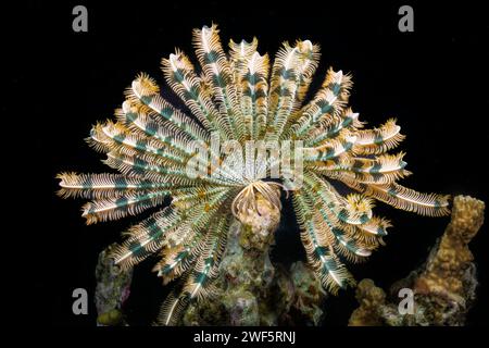 Questa stella delle piume si è spostata in un'area superiore della barriera corallina di notte per approfittare della corrente che passa, sull'isola di Yap, Micronesia. Foto Stock