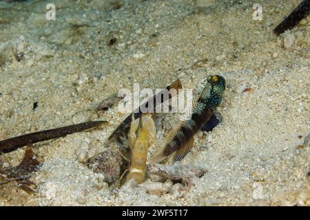 Questa è la variazione scura dello shrimpgoby a banda, Cryptocentrus cinctus. Questa specie si trova più spesso come giallo brillante. I gamberi alpheidi, Alp Foto Stock