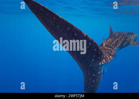 Lo squalo balena, Rhiniodon typus, è la più grande specie di pesci al mondo. Baucau, Timor Est Foto Stock