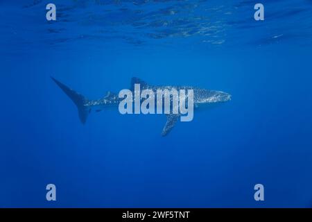 Lo squalo balena, Rhiniodon typus, è la più grande specie di pesci al mondo. Baucau, Timor Est Foto Stock