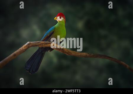 Uccello Turaco con cresta rossa (Tauraco erythrolophus) Foto Stock
