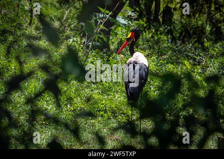 Uccello cicognolo a sella (Ephippiorhynchus senegalensis) Foto Stock