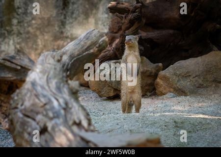 Osservazione di Mongoose (Mungos mungo) Foto Stock